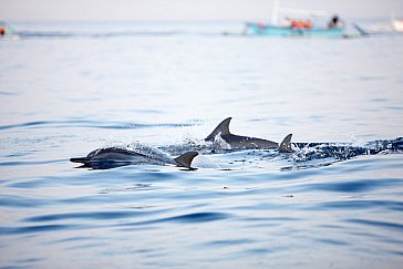 Ferienhaus in Lovina - Delfin Watching